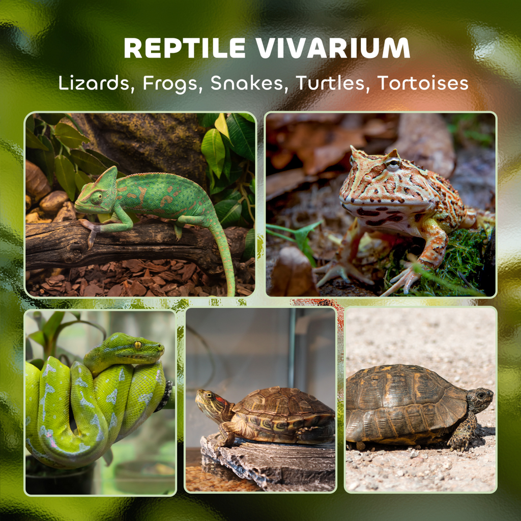 Reptile Glass Terrarium